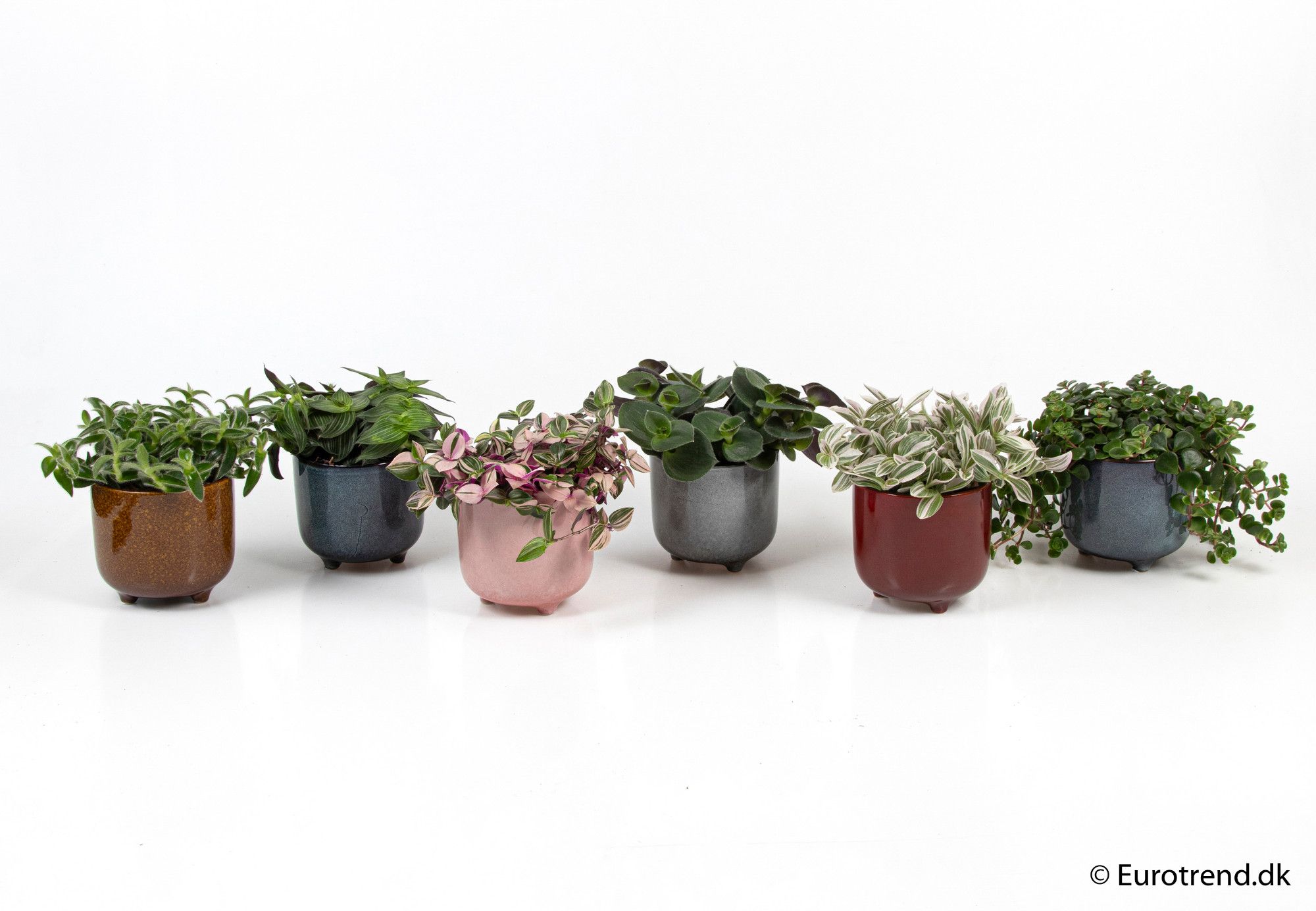 Green mix in 11 cm ceramic - New Look 2025, D 6