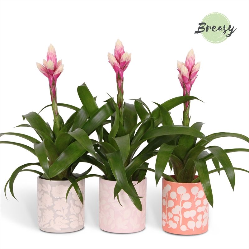 Guzmania Rockyflower Candy - 13cm in Sevilla | Mimesis, D 12