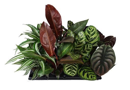 EXCLUSIVE GREEN MIX 745525, D 12