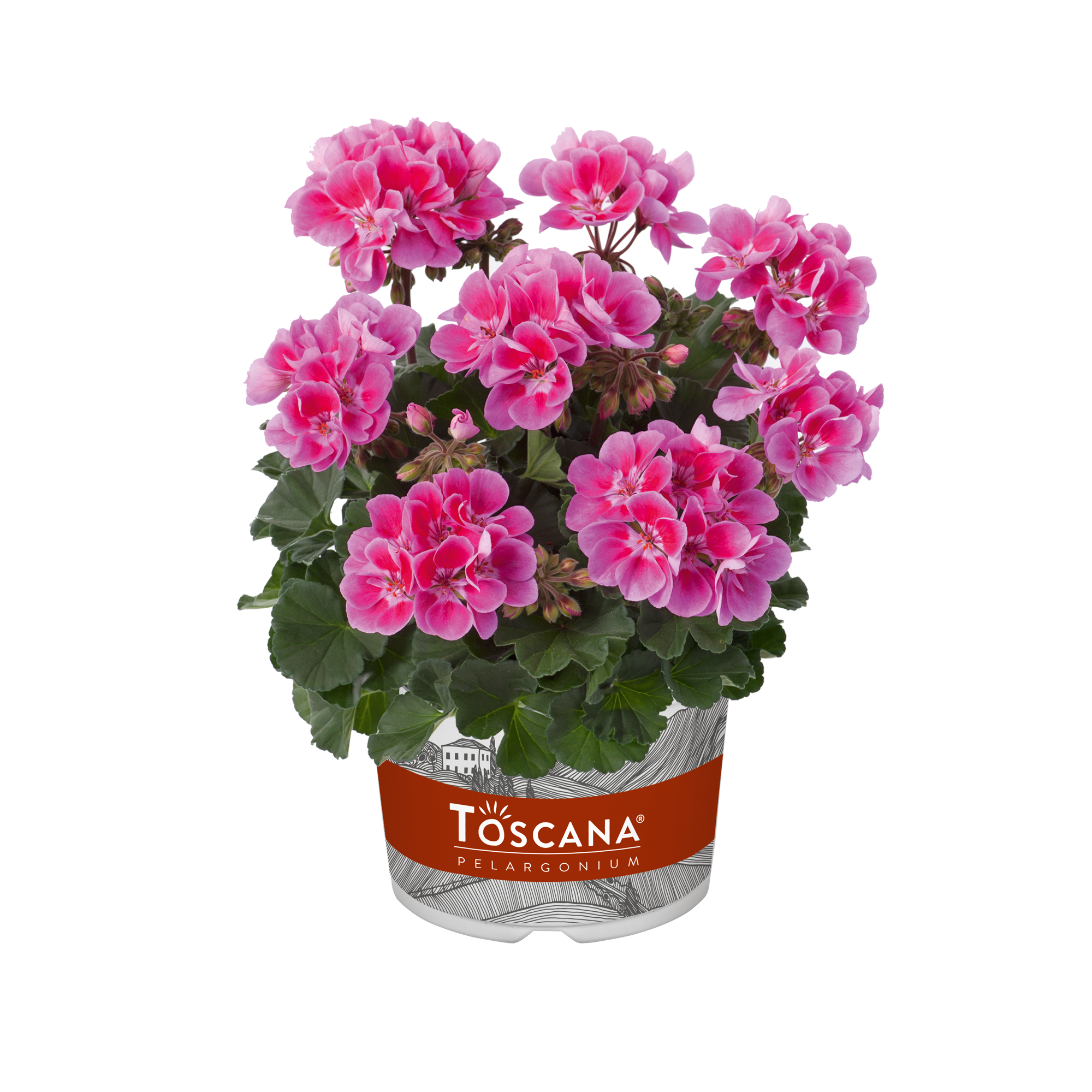 Pelargonium Zonale Castello Raiko Lavender Eye 10,5 cm zwart, D 10,5