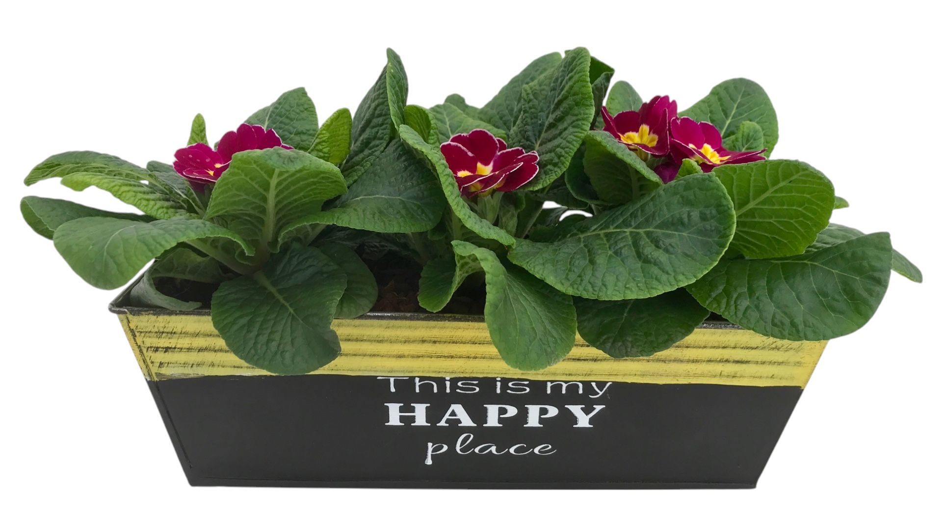 Primula Happy Zink rechthoek op kleur 643, D 20 cm