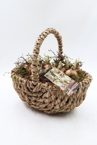 Narcis, touwmand L, D 28