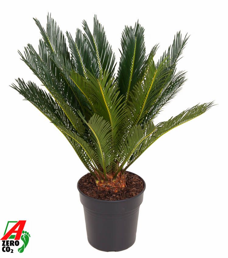 Cycas Revoluta P21, D 21