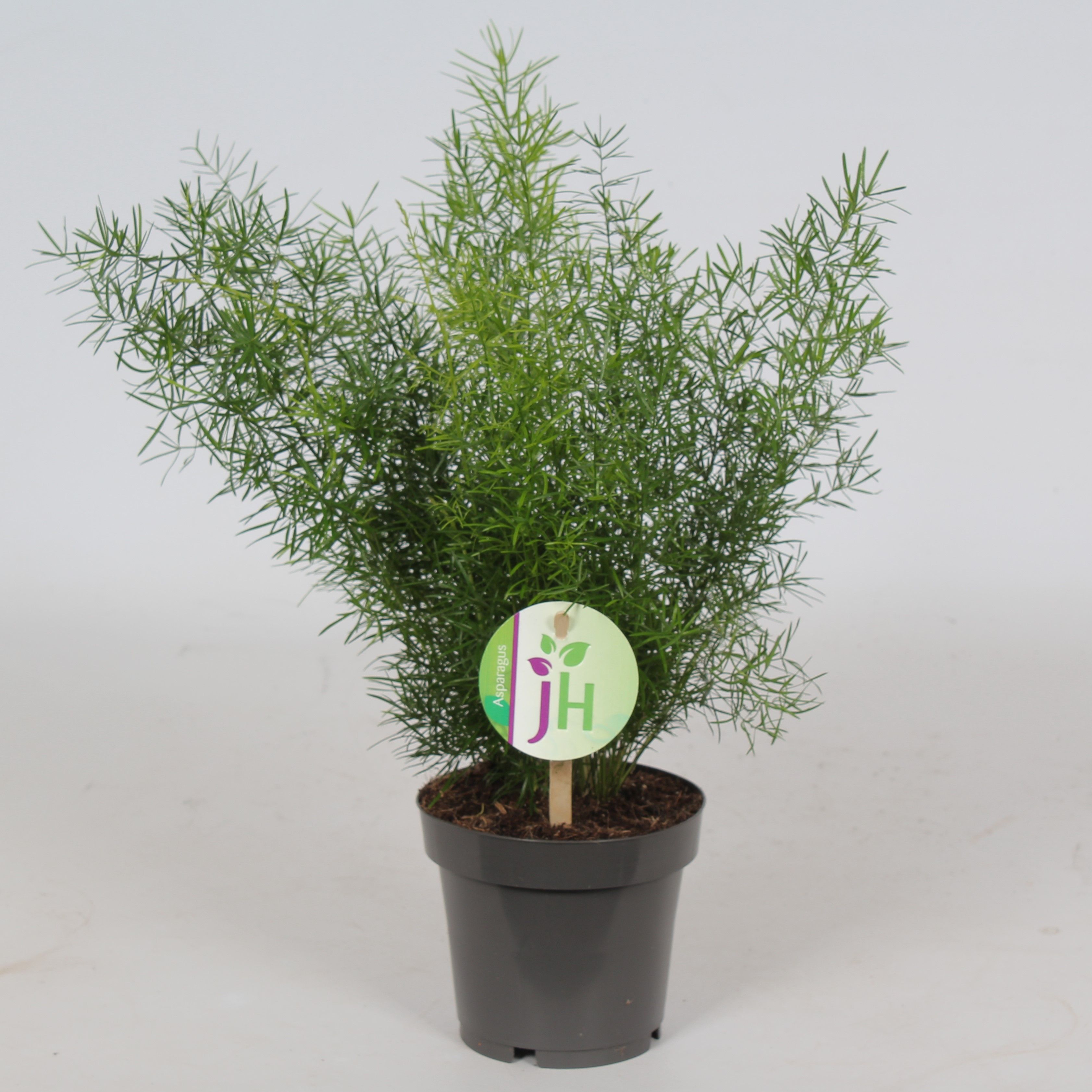 Asparagus 'Sprengeri', D 12