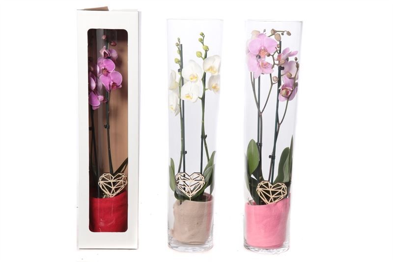 Glas conisch 70 cm Phal mix 2T14+, D 12