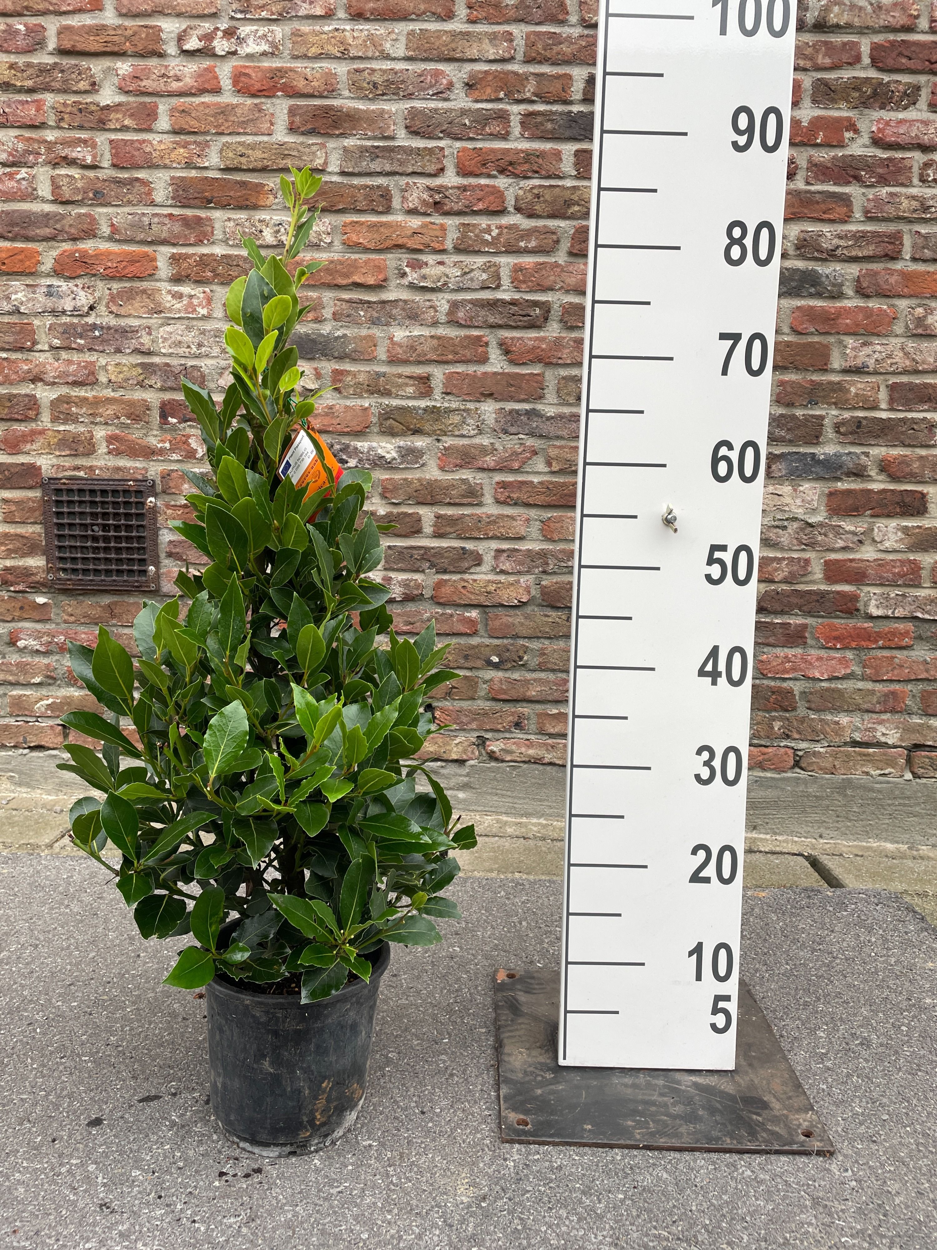 LAURUS NOBILIS PYRAMIDE 70 CM P16, D 16