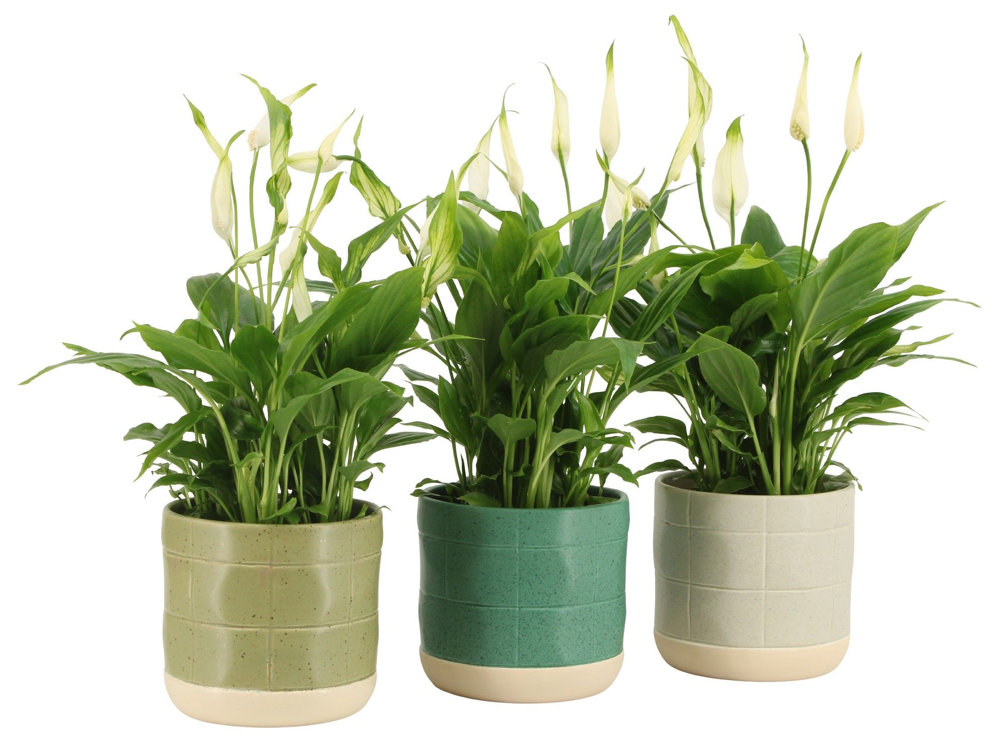 7501401: Solutionss Consideration, D 10,5