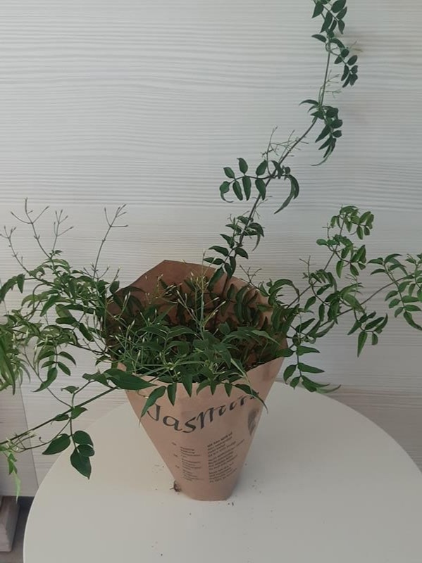 JASMINUM POLYANTHUM, D 11