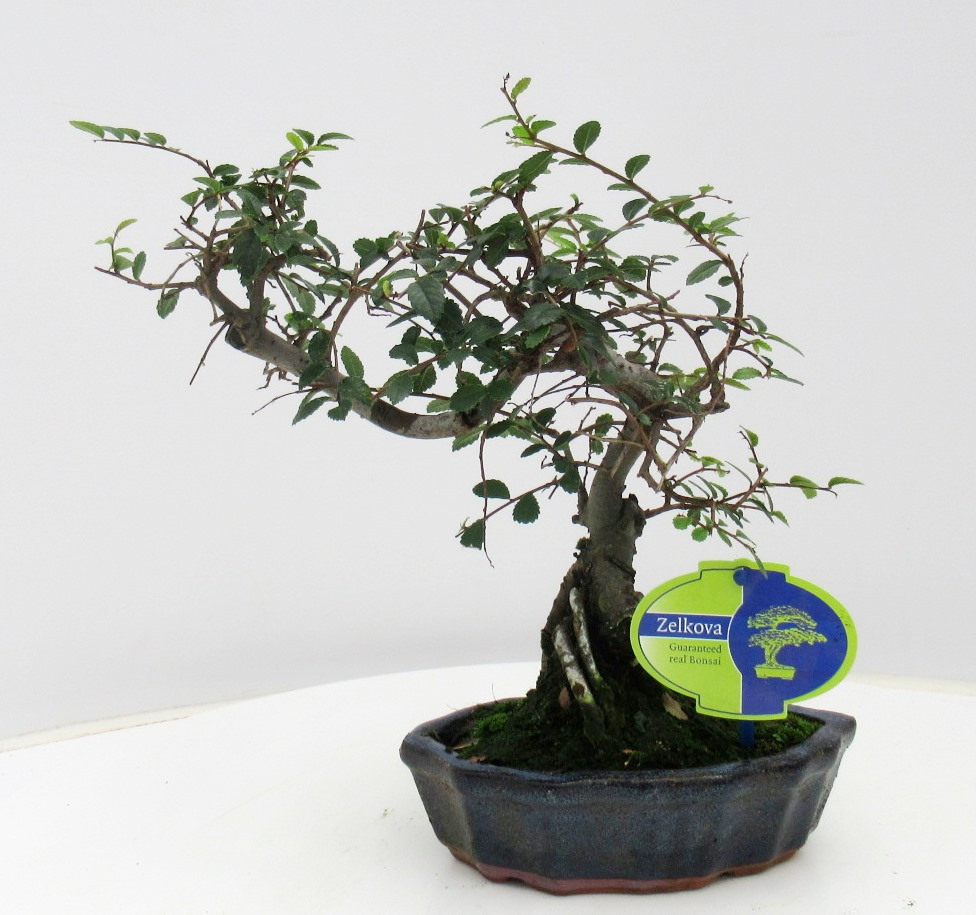 Zelkova parvifolia, 16cm., shape, without driptray, D 16