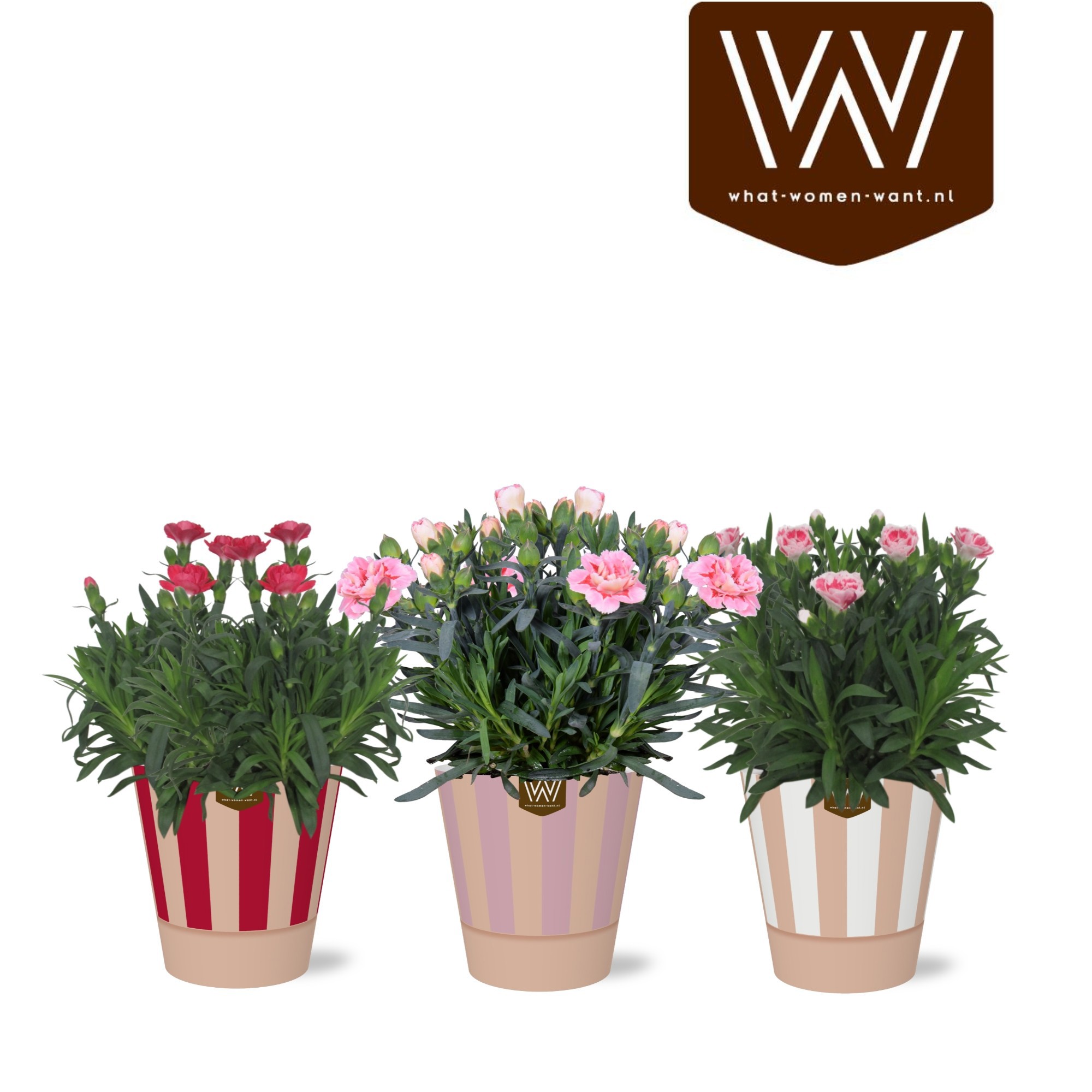 Collectie 'Sympathetic Moods' Dianthus Oscar in Smartcup Naemi stripe, D 12