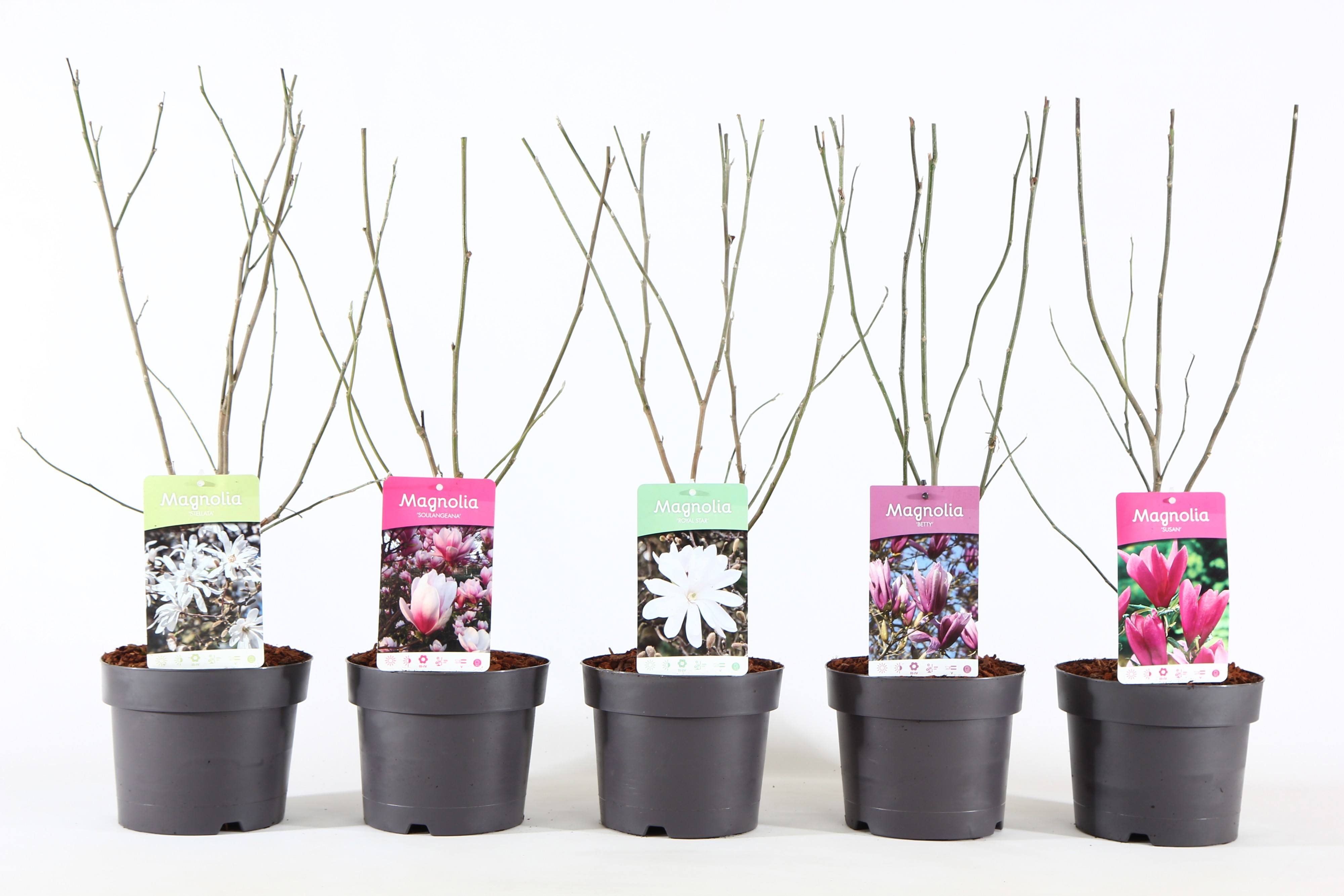 Magnolia mix P19/C3, D 19