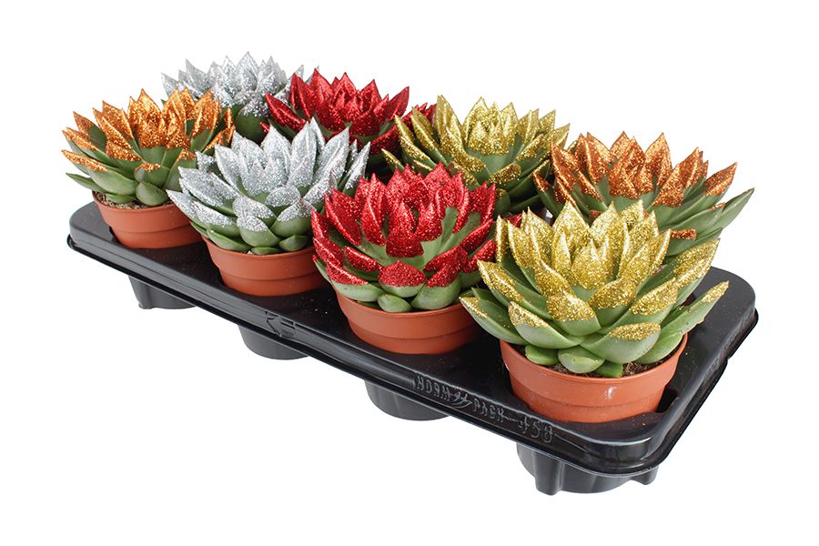 Miranda + Xmas Natureglit® points mix, D 12 cm