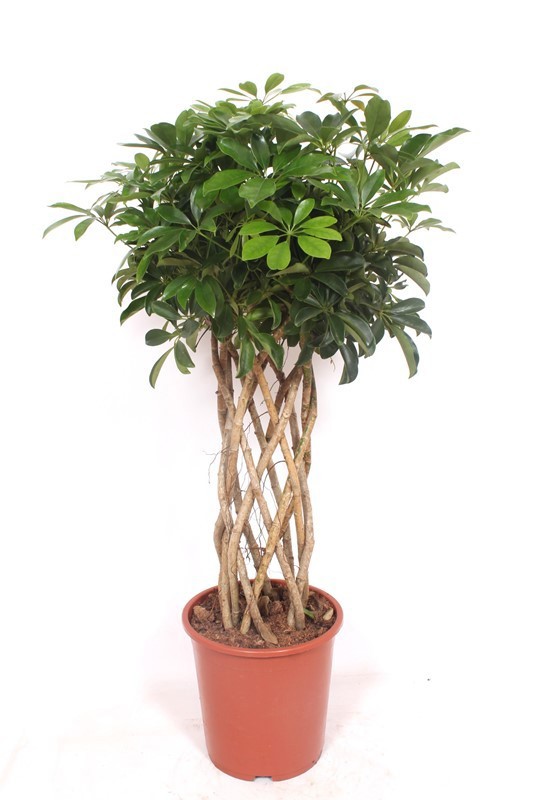 Schefflera arboricola 'Compacta', D 27 cm