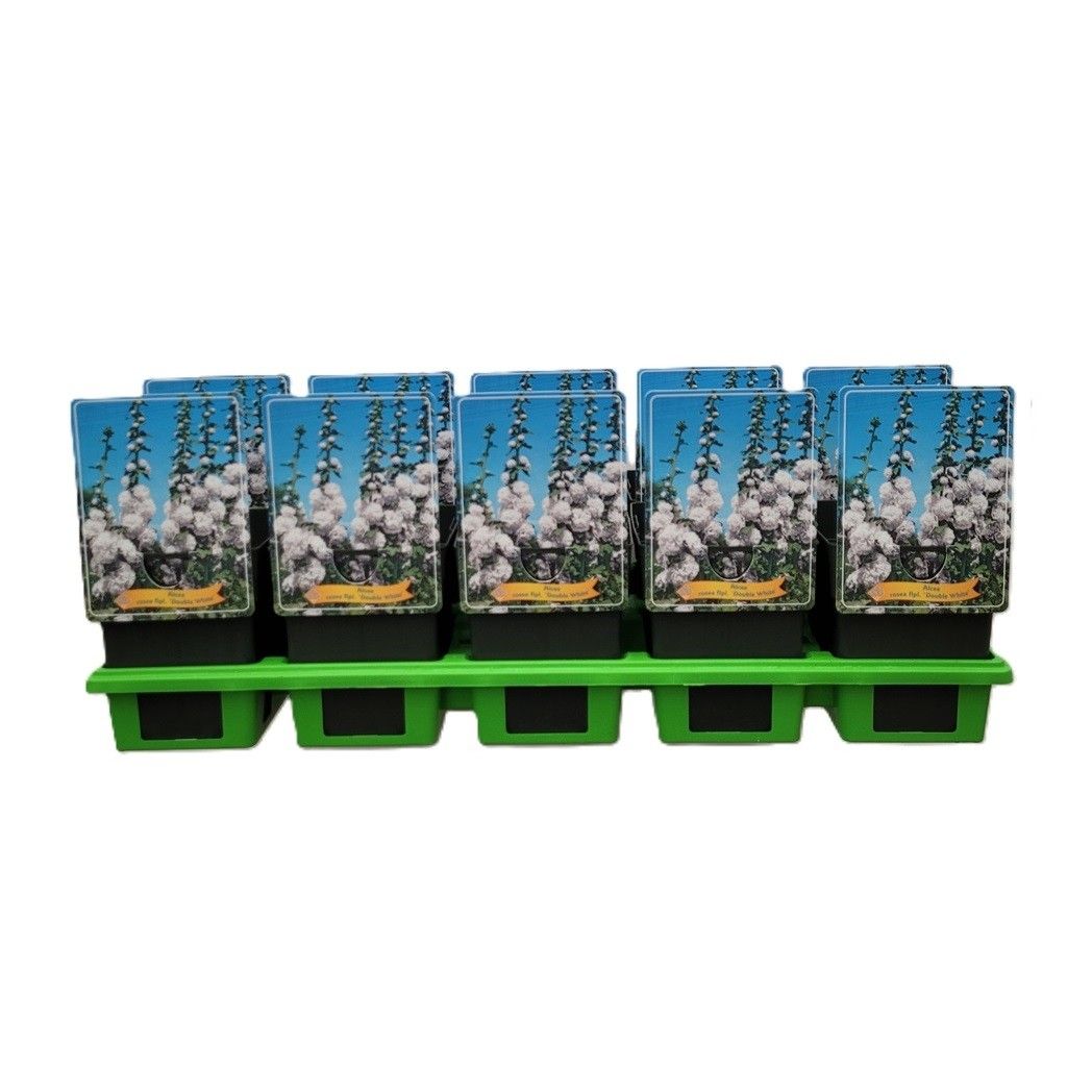 Alcea rosea flpl. 'Double White' P11, D 11 cm