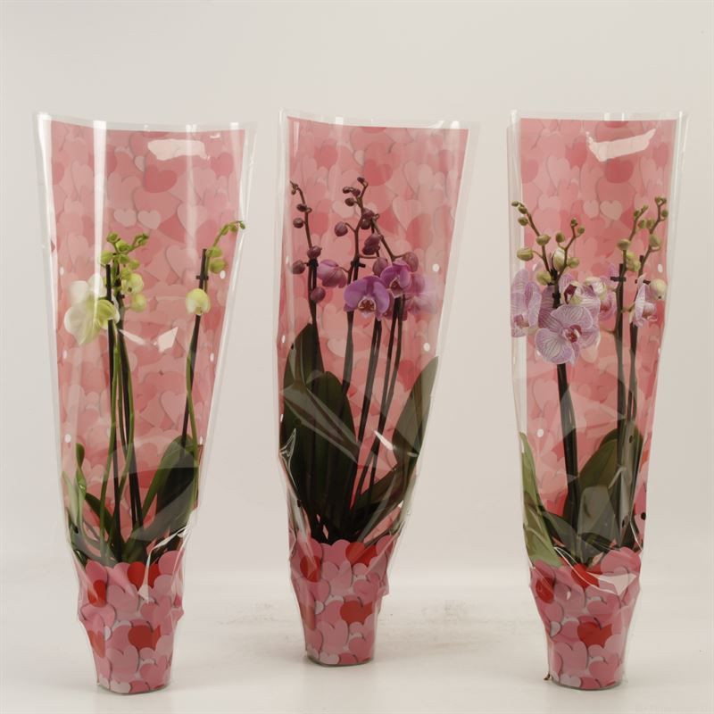 Phalaenopsis gemengd 4 tak gemengd in Valentijn hoes, D 12