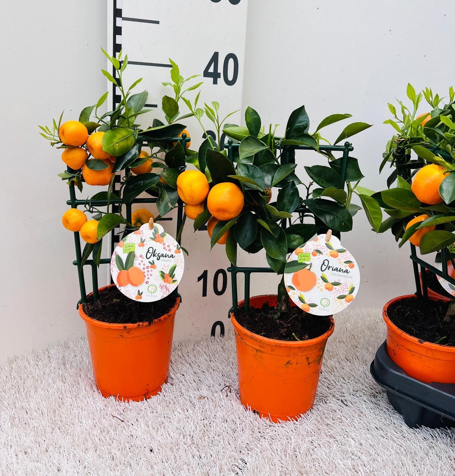 Citrus Calamondin rack/trellis (s2), D 12 cm