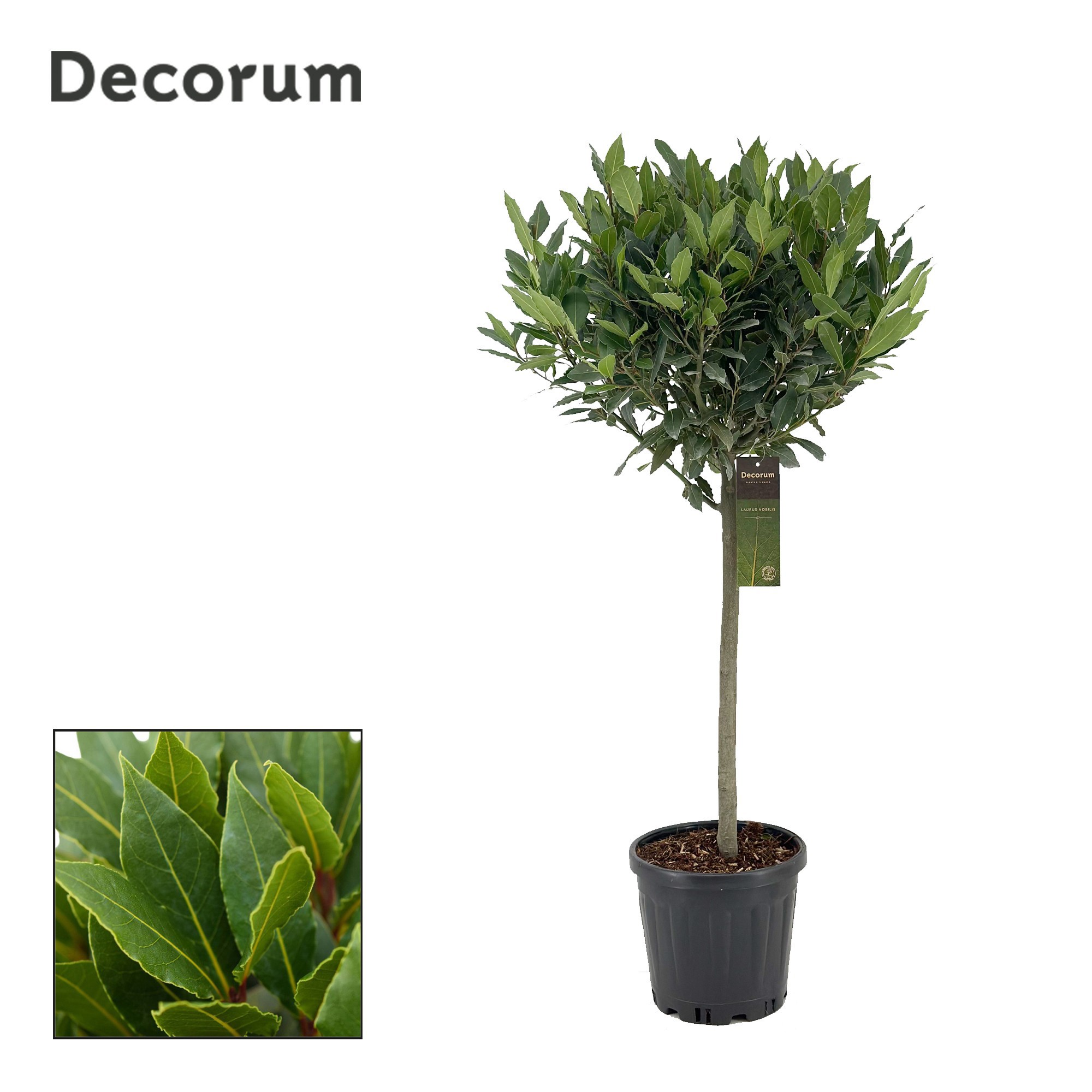 Laurus nobilis Bol op stam, D 25