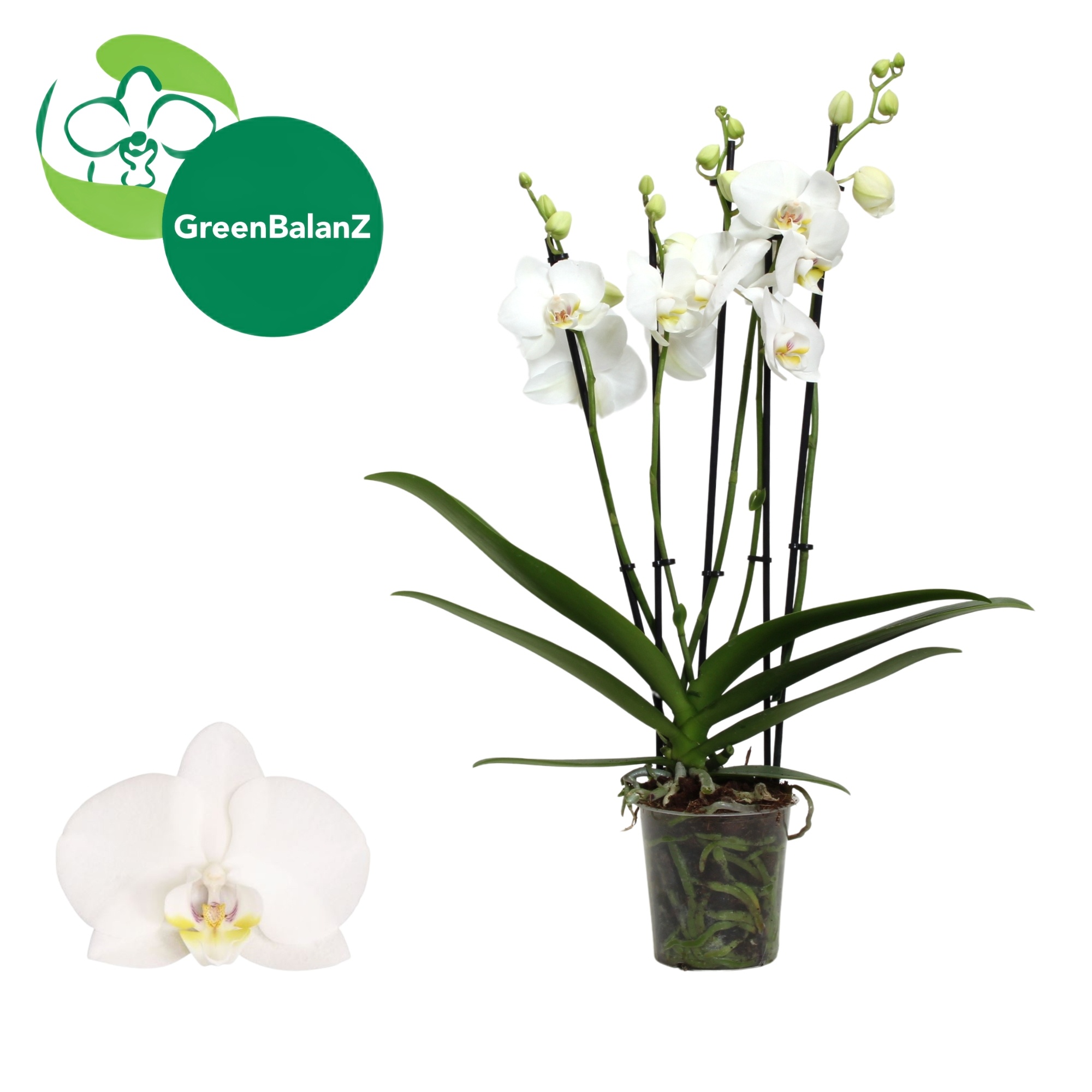 BalanZ - Wit 5 tak 30+/55, D 12