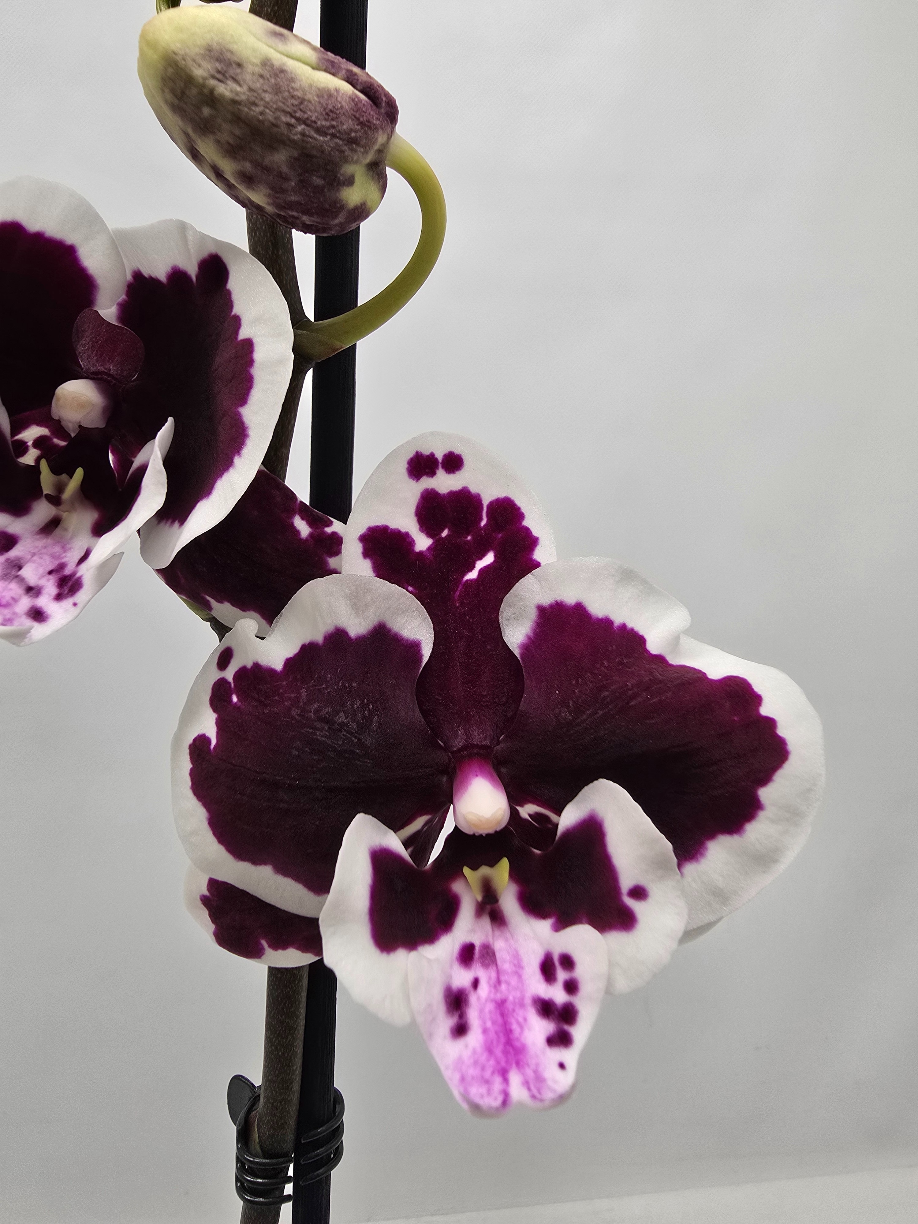 Limited 26 week 5, D 12