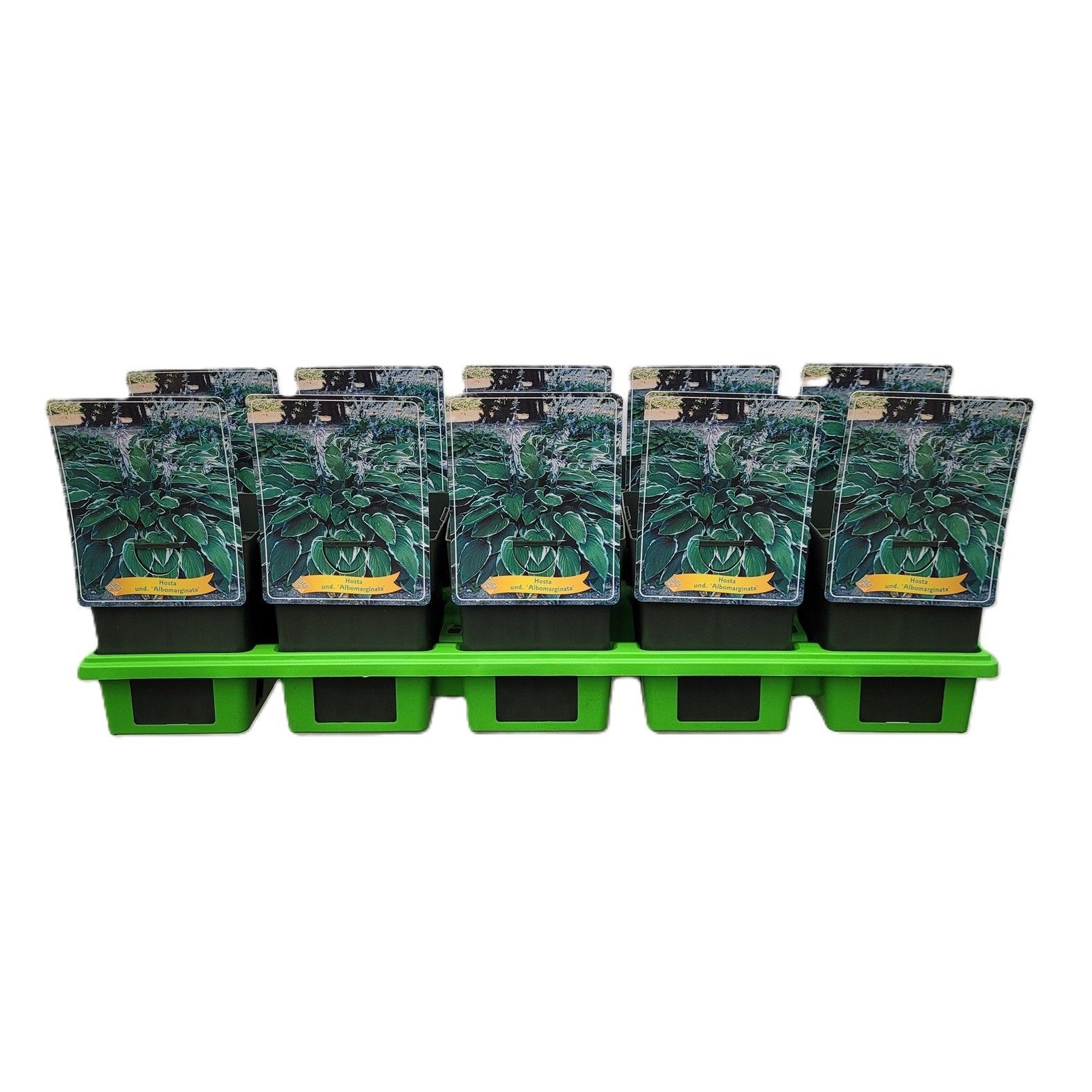 Hosta x undulata 'Albomarginata' P11, D 11 cm