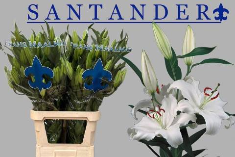 Лилия Сантандер 100, шт.