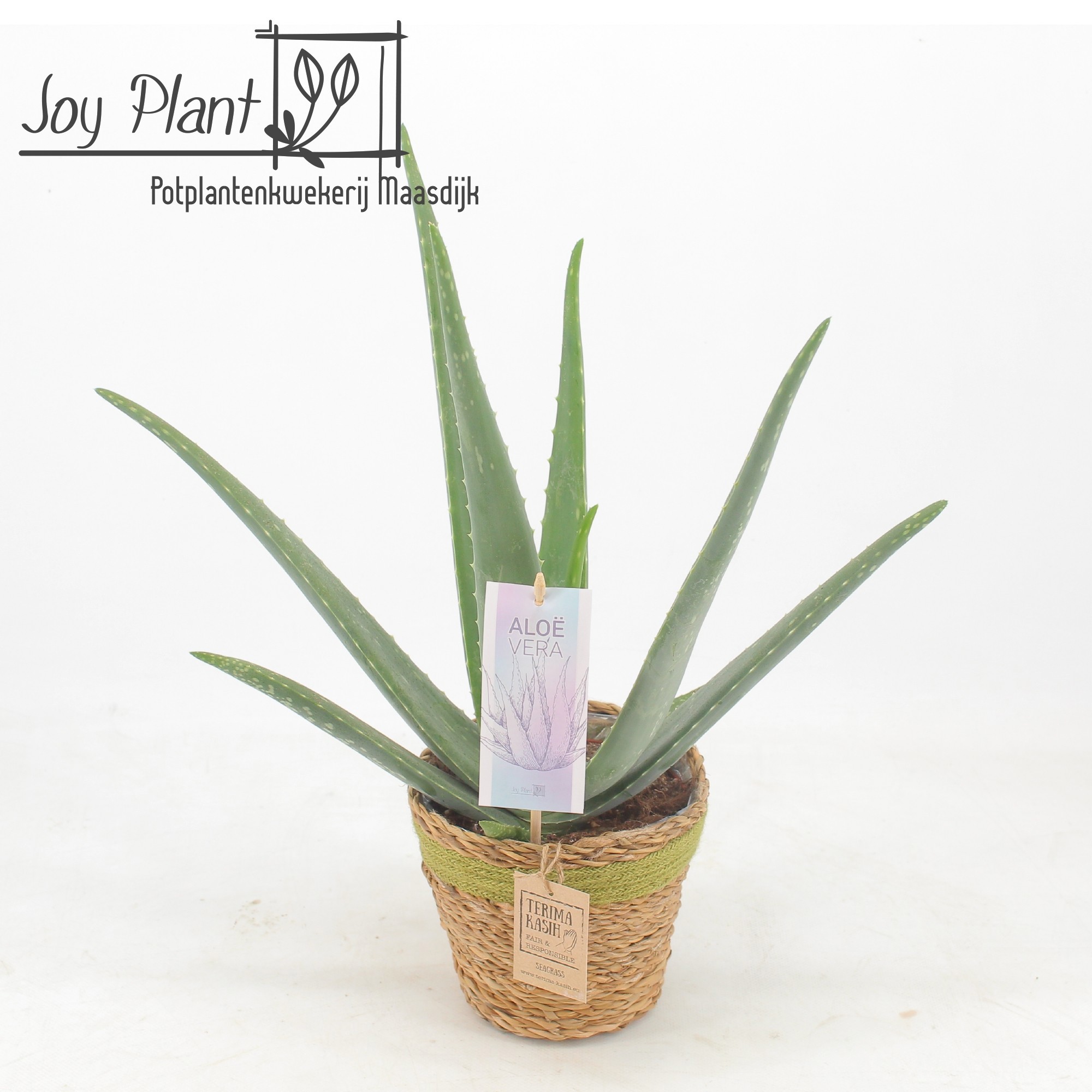 Aloë Vera P14 Mand Gaby Green, D 15 cm