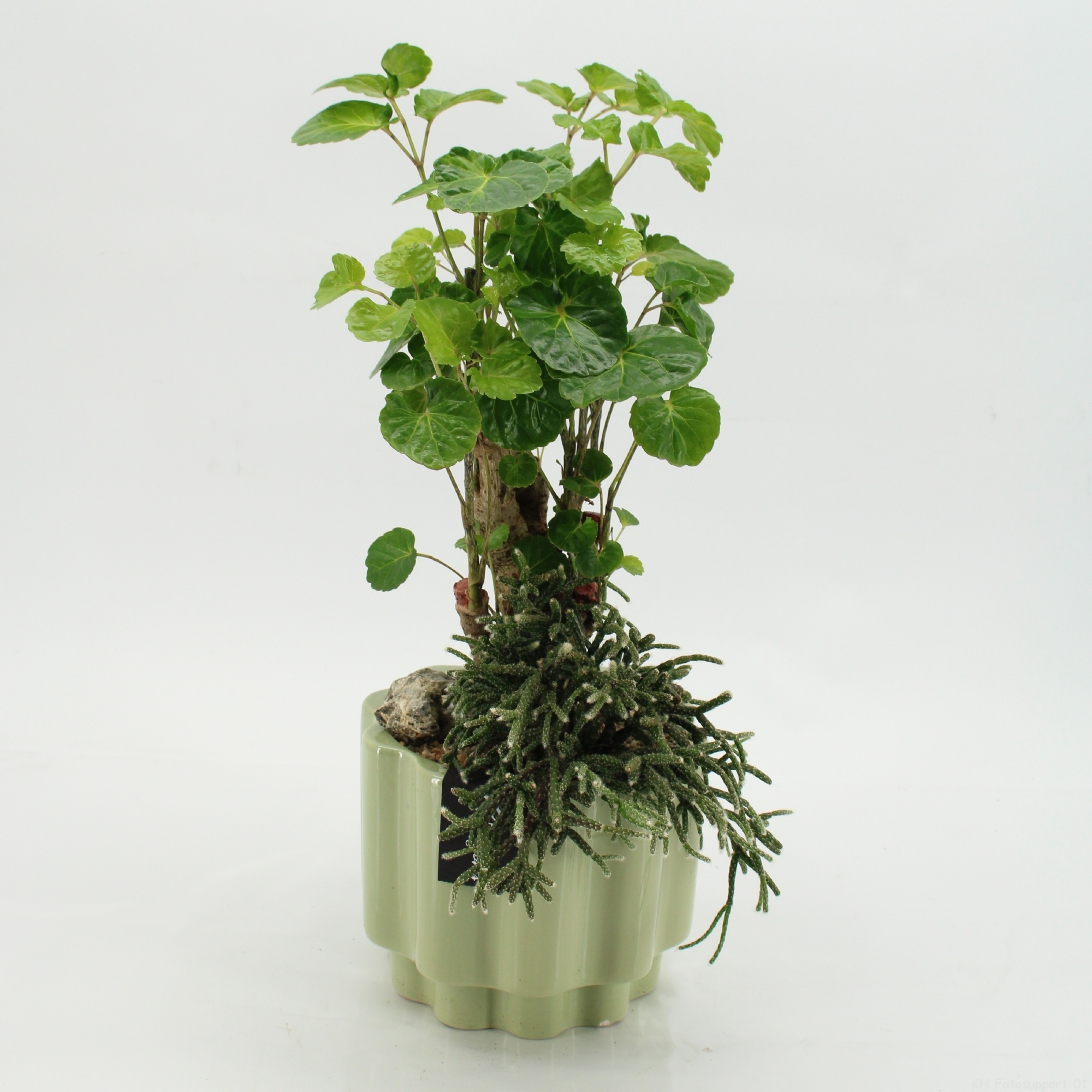 GRCR-2639 Green Essentials, D 17