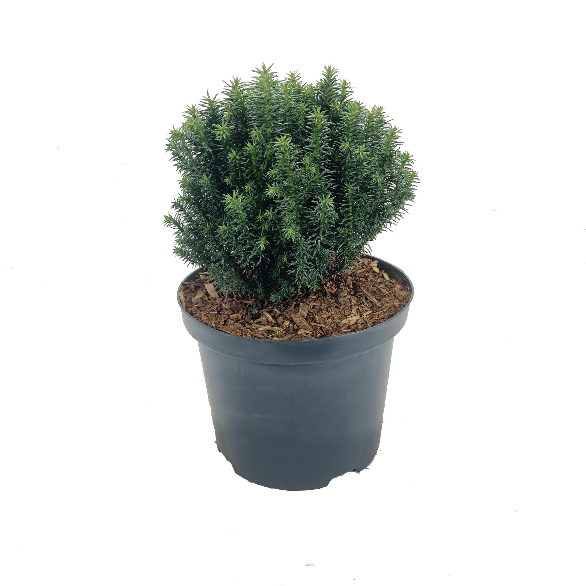 Cryptomeria japonica 'Midori', D 18