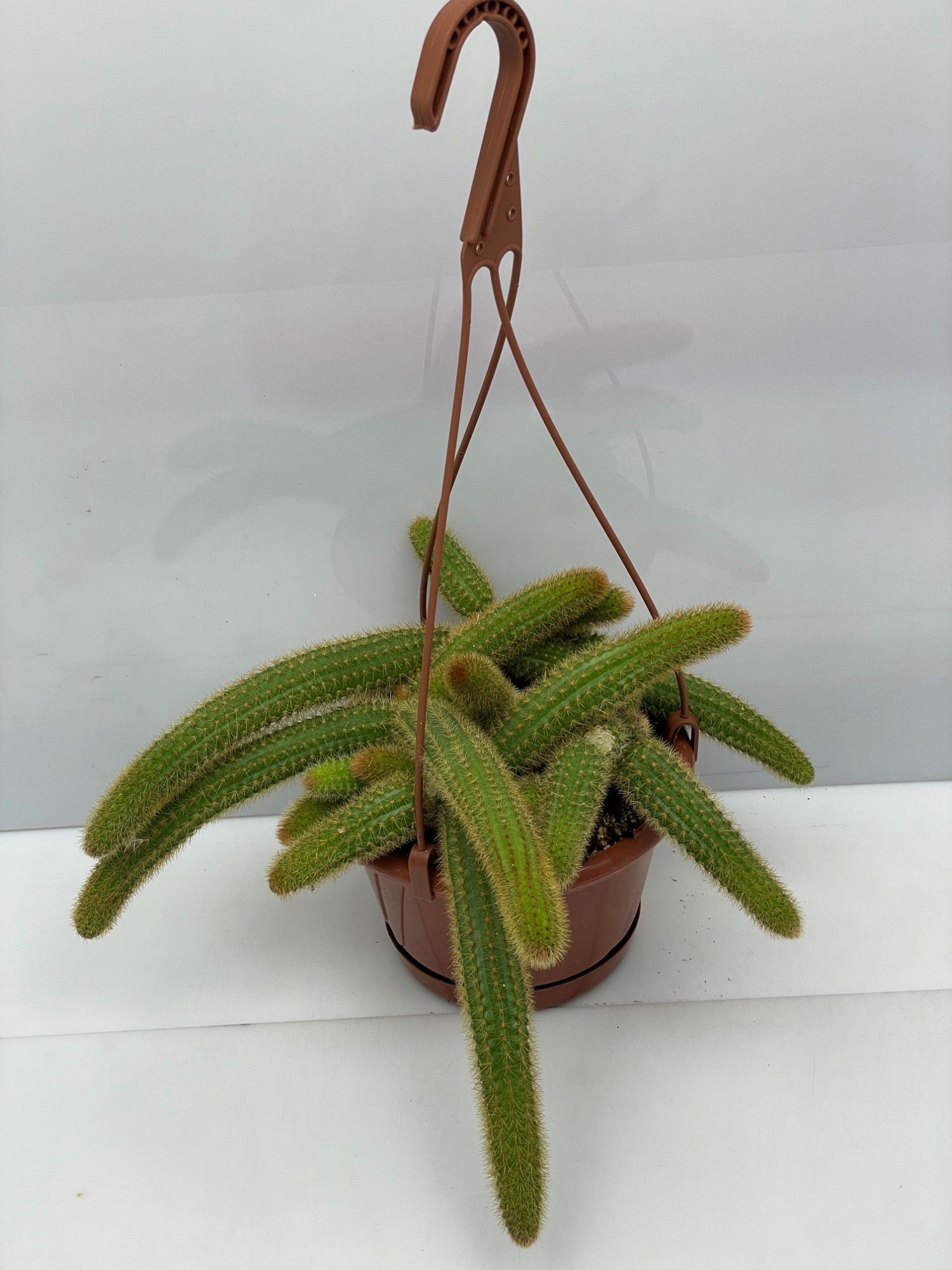 637 Cleistocactus gele katestaart winteri, D 15 cm 637 Cleistocactus gele katestaart winteri, D 15 cm