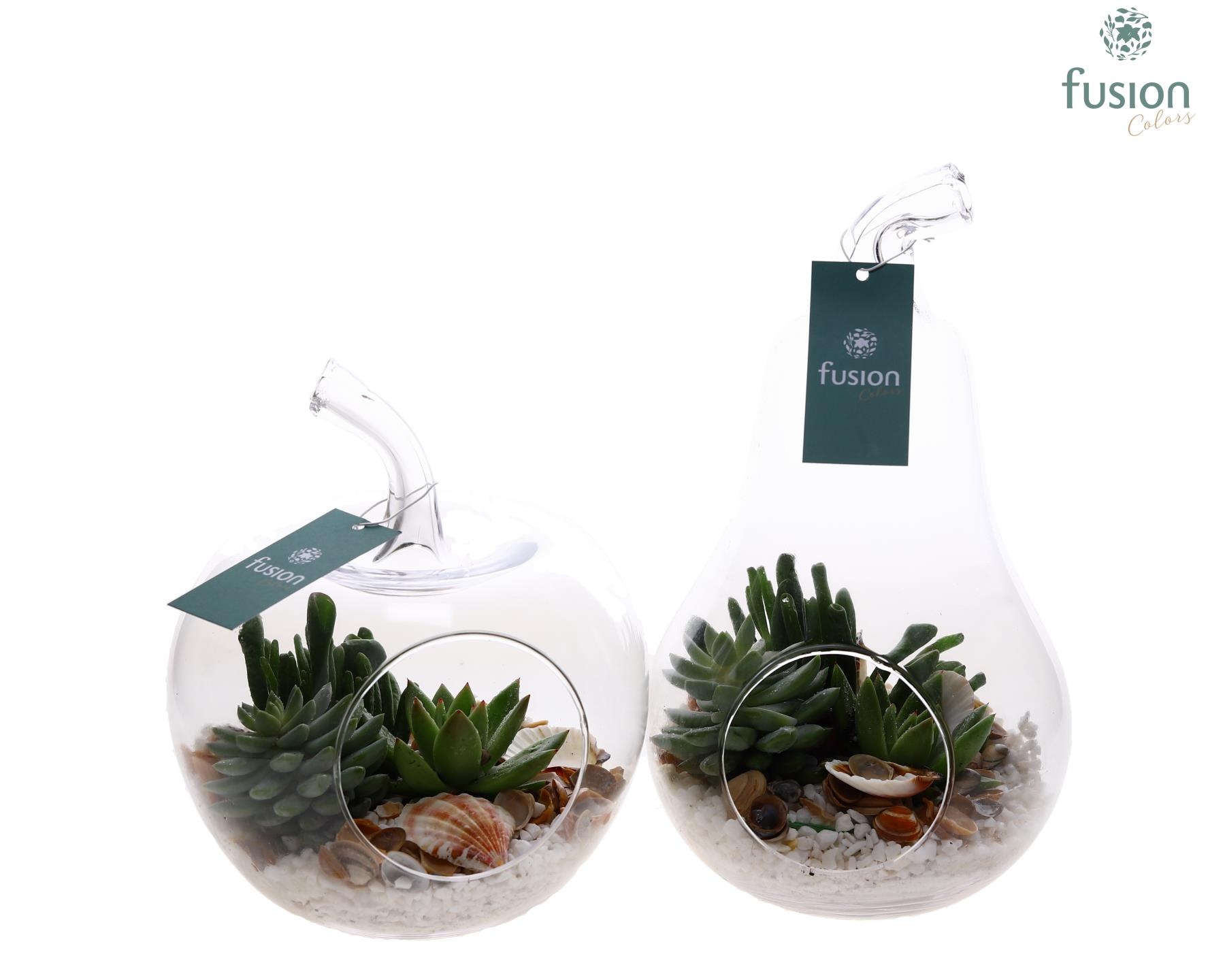 Glas Appel en Peer met Succulenten, D 18