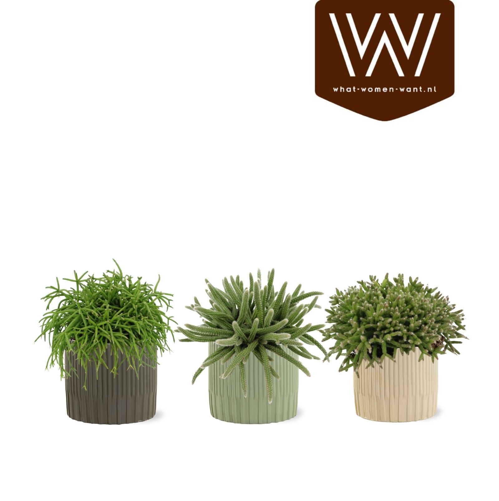 Rhipsalis gemengd P10,5 Lou - Nature World, D 12,5