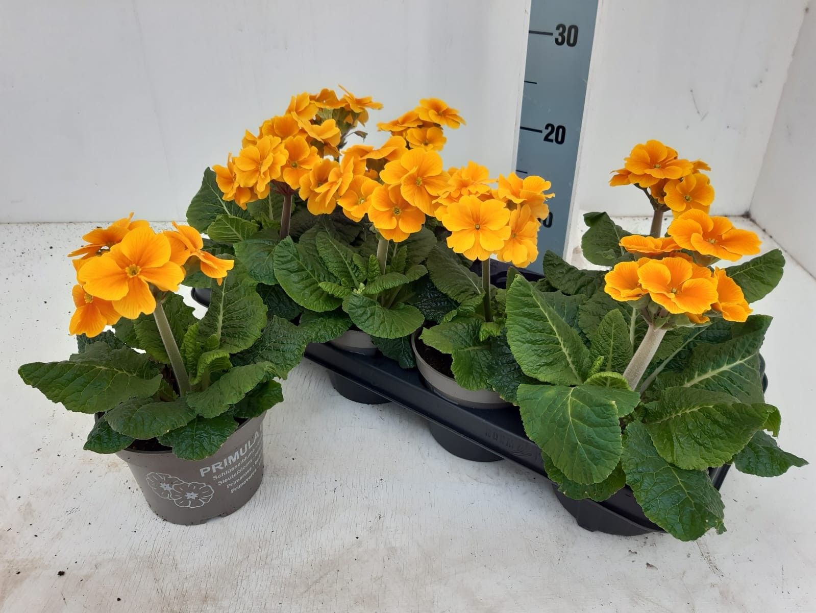 Primula elatior "gold", D 13
