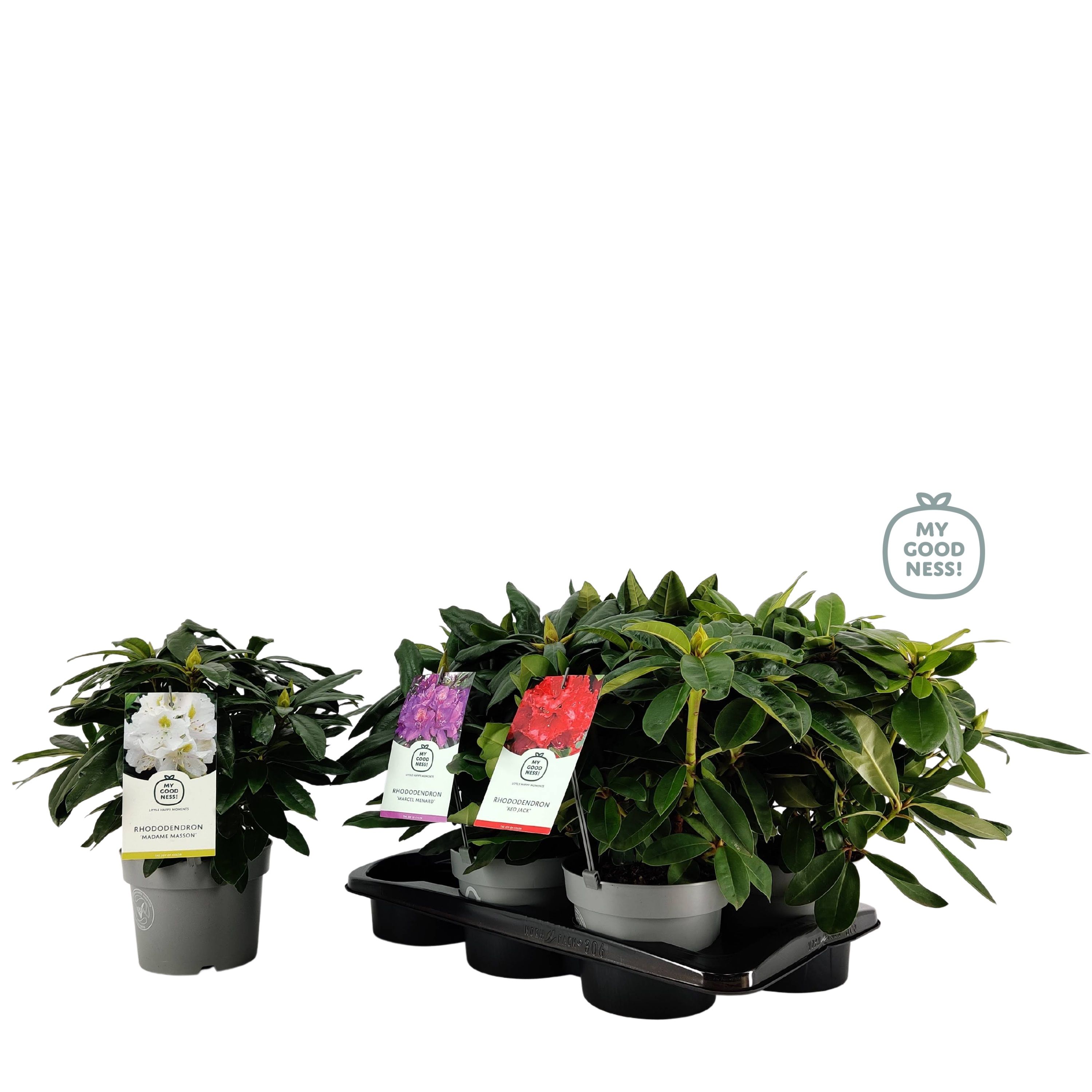 Rhododendron 30-35 /2 liter 'Mix Tray', D 17