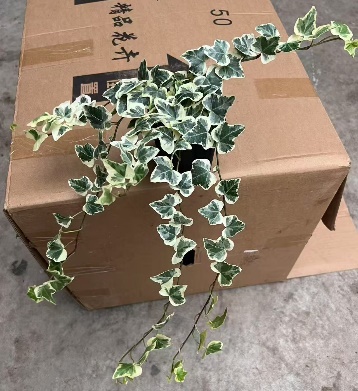 Хедера Колорфул Кап Сноу Глазе Айви 10 20