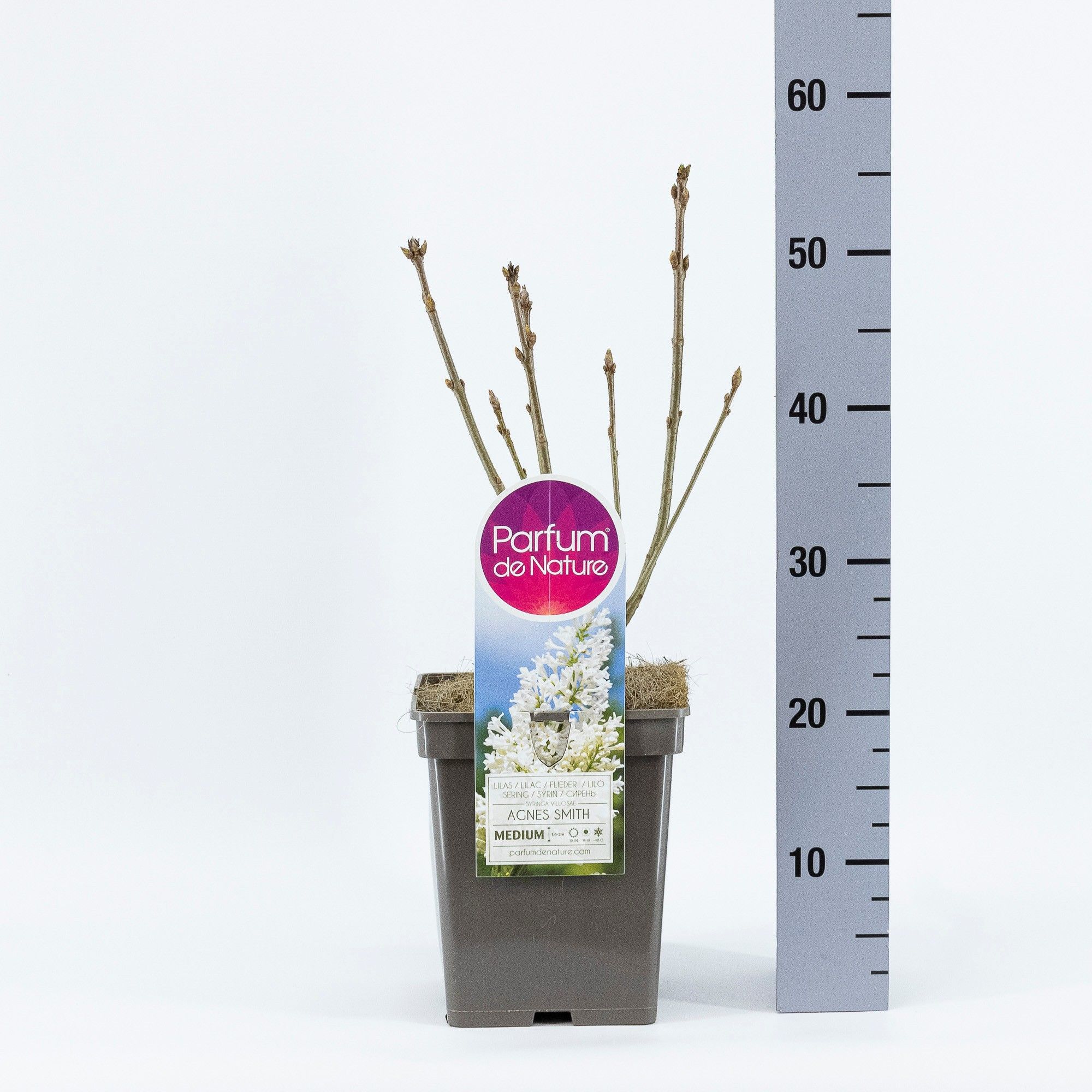 Syringa (V) Agnes Smith, C5, D 23 cm