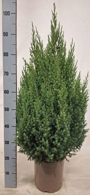 stricta taupe, D 24 cm