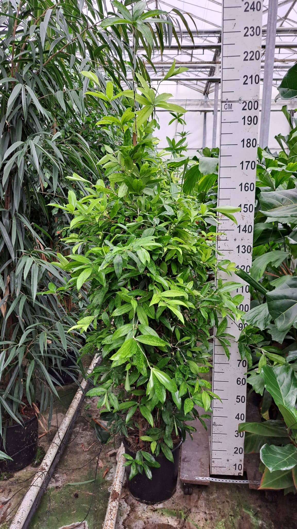 Dracaena Surculosa, D 35