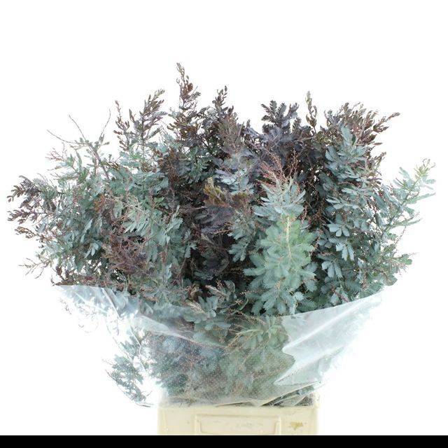 Мимоза Балеана пурпуреа за пучок 60, пуч.