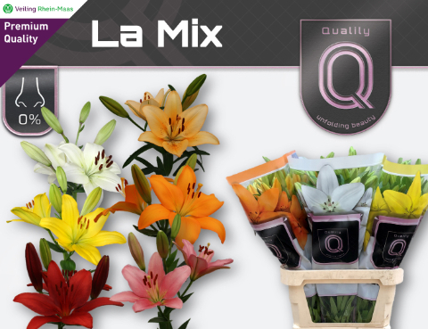 Лилия Азиатка Микс в баке 90, шт.