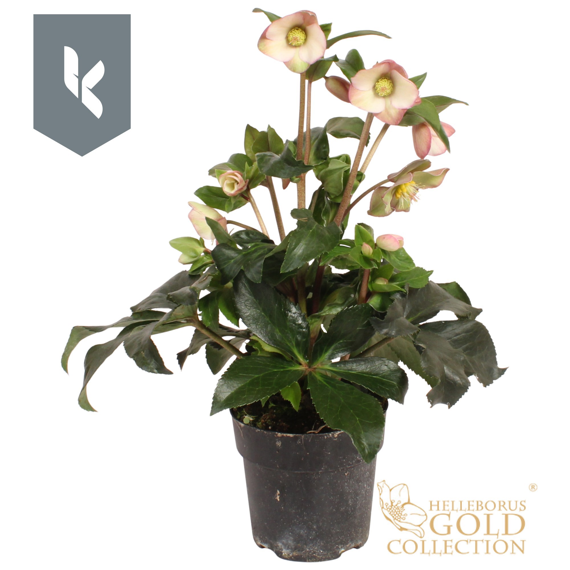 HGC Helleborus Ice N Roses Rosetta, D 15 cm