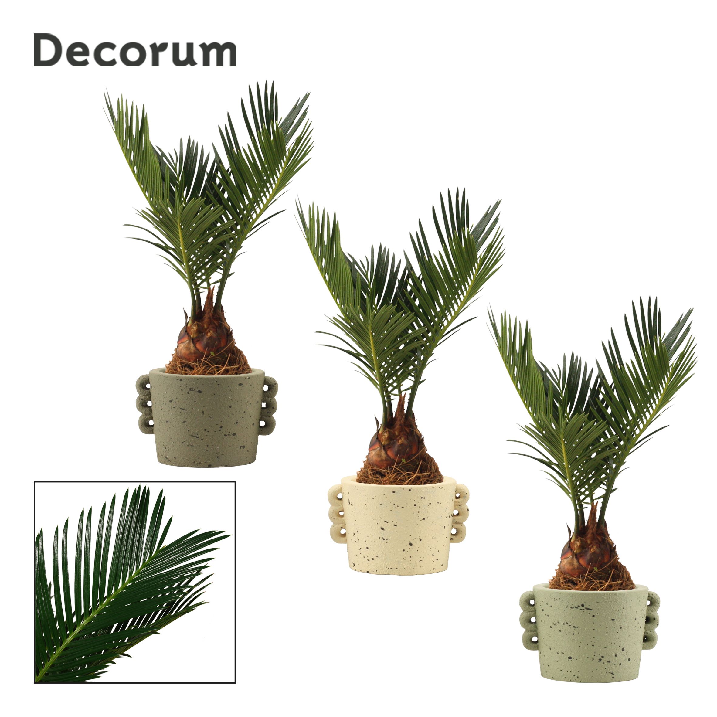 Cycas Revoluta 6 cm Decorum, 3+ veren in Dione (Nature world col, D 6