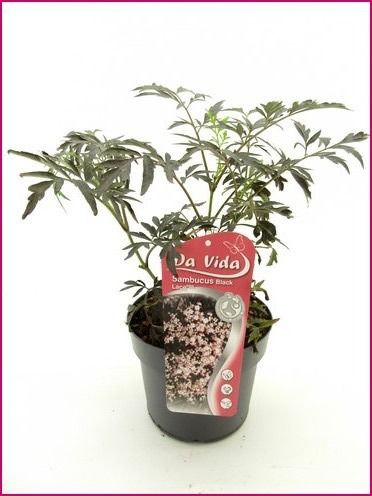Sambucus Black Beauty, D 19