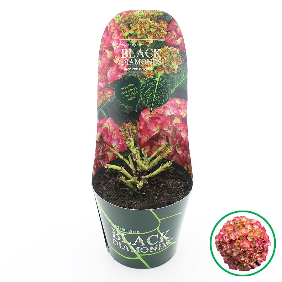 Hydrangea macr. Black Diamonds® 'Red Angel' Rood C2 (17cm.) Potcover, D 17