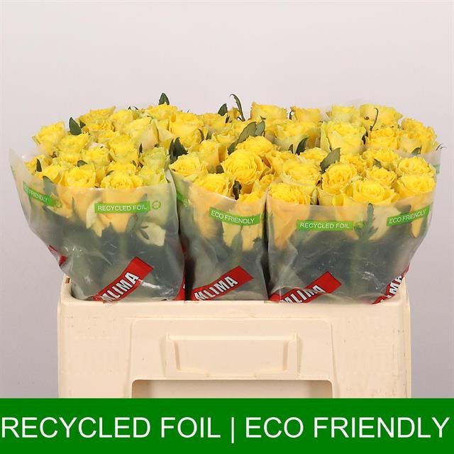 Роза од. Гуд Таймс 50, шт.