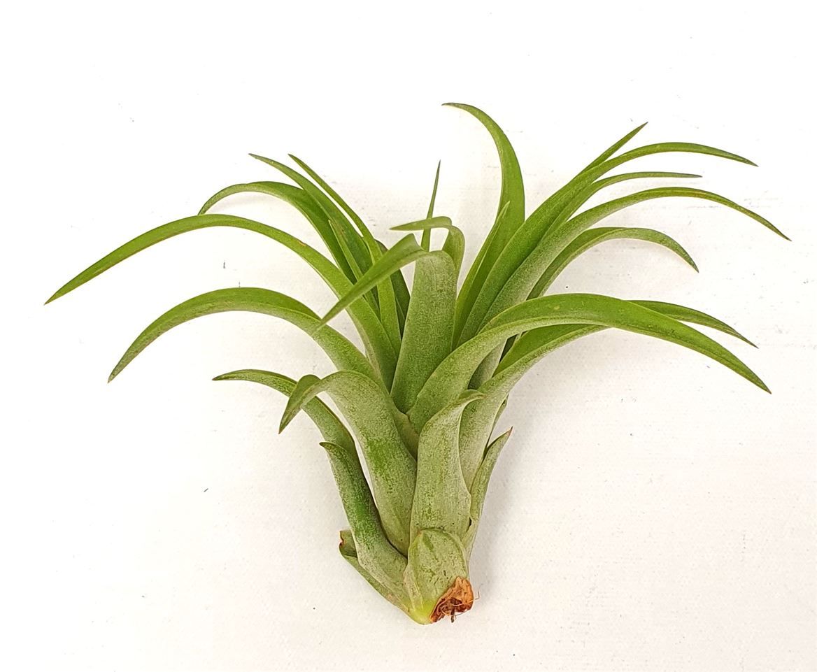 Tillandsia 'Brachycaulos multiflora, D 12