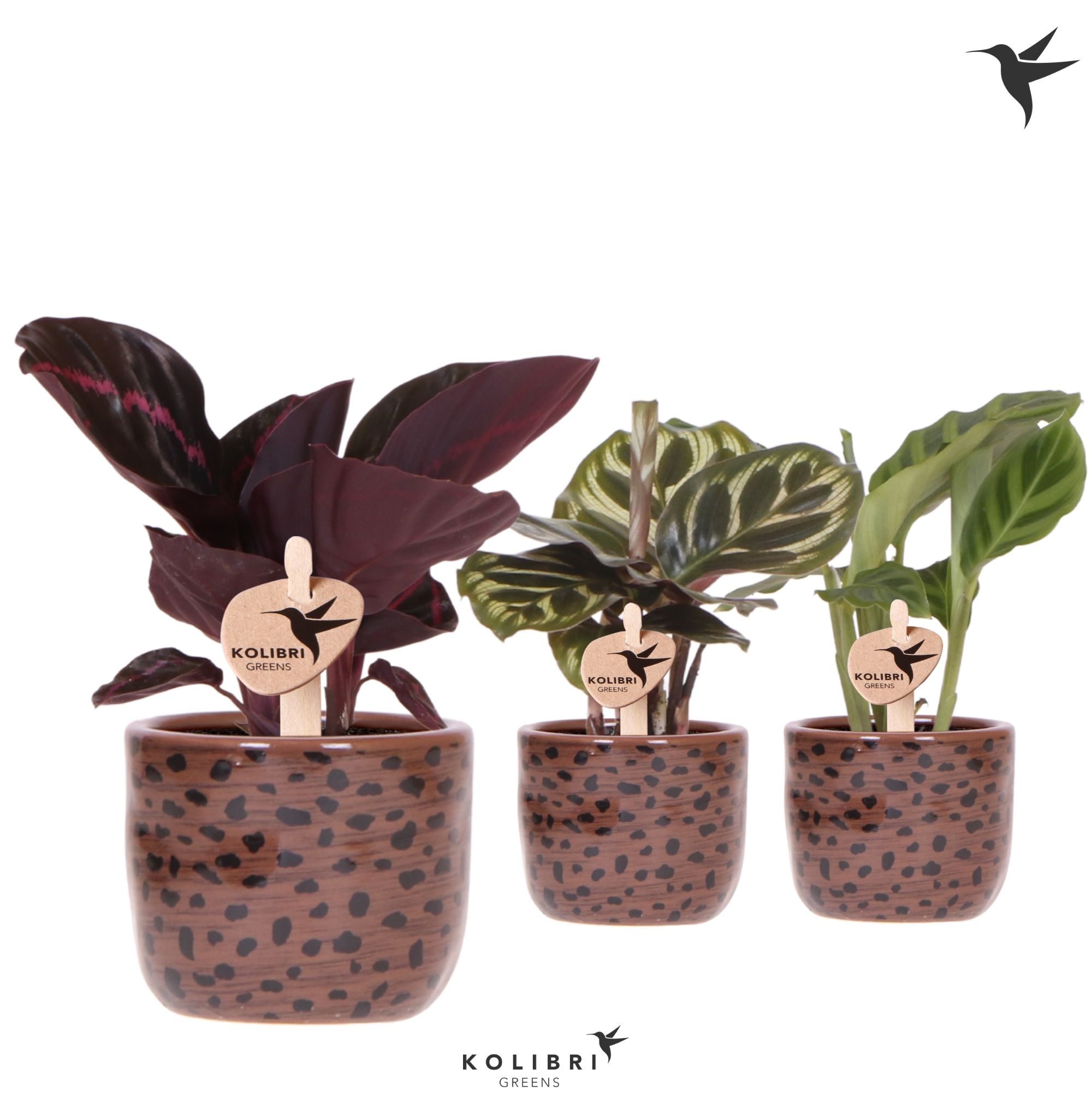 Kolibri Greens Calathea mix in Leopard pot, D 6