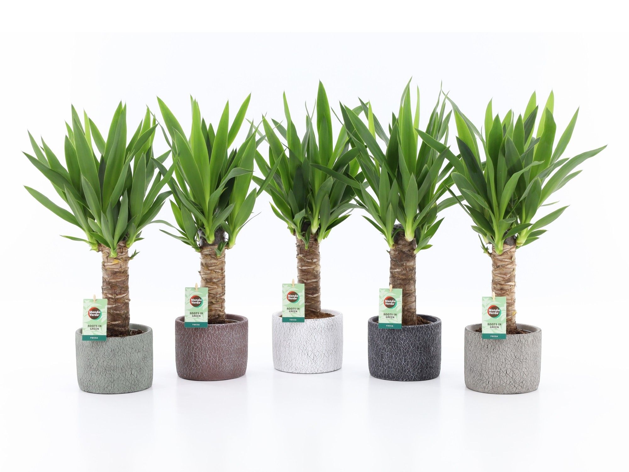 Yucca 25 cm hout 3+ kop in Classic Stone, D 14