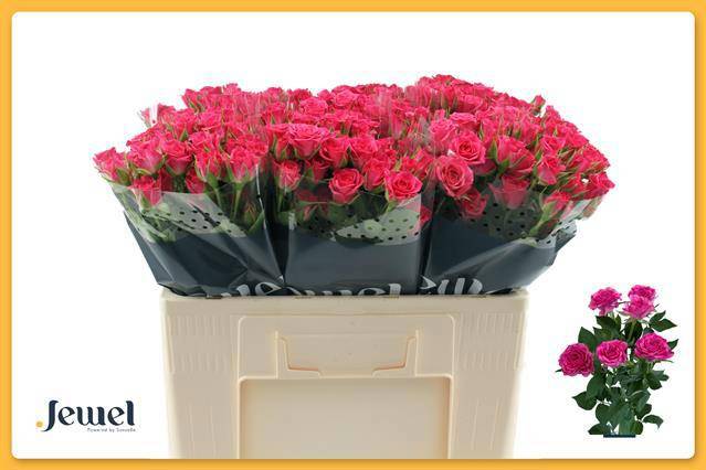 Роза куст. Лианне 50, шт.