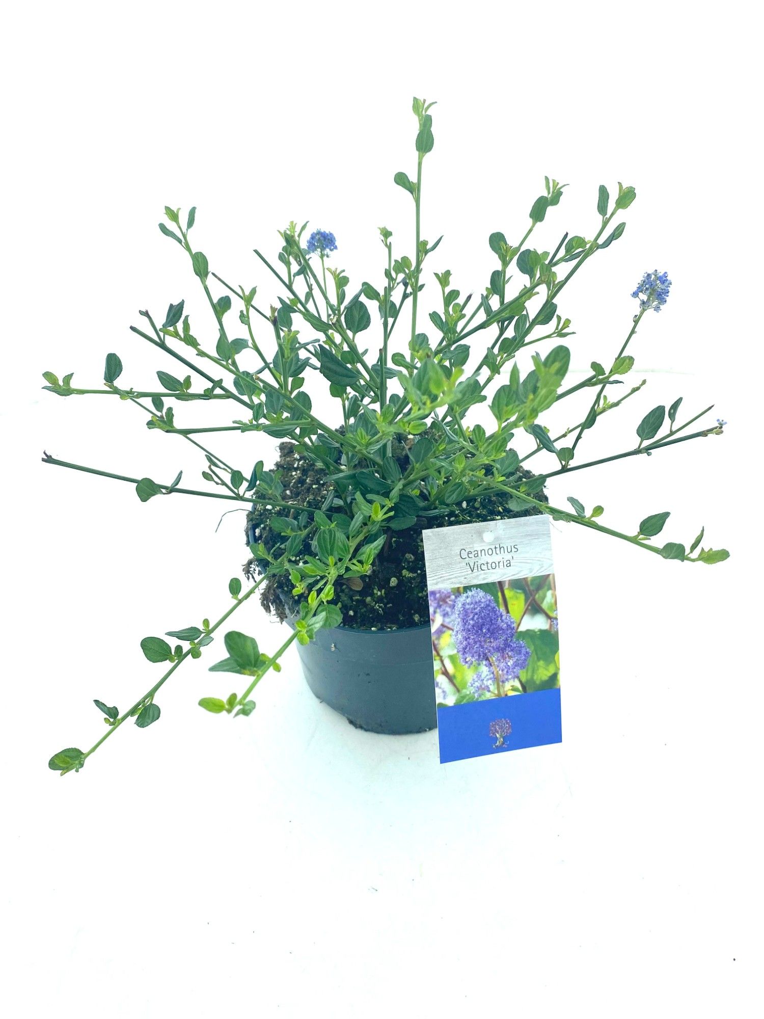 Ceanothus thyrs. 'Skylark', D 17