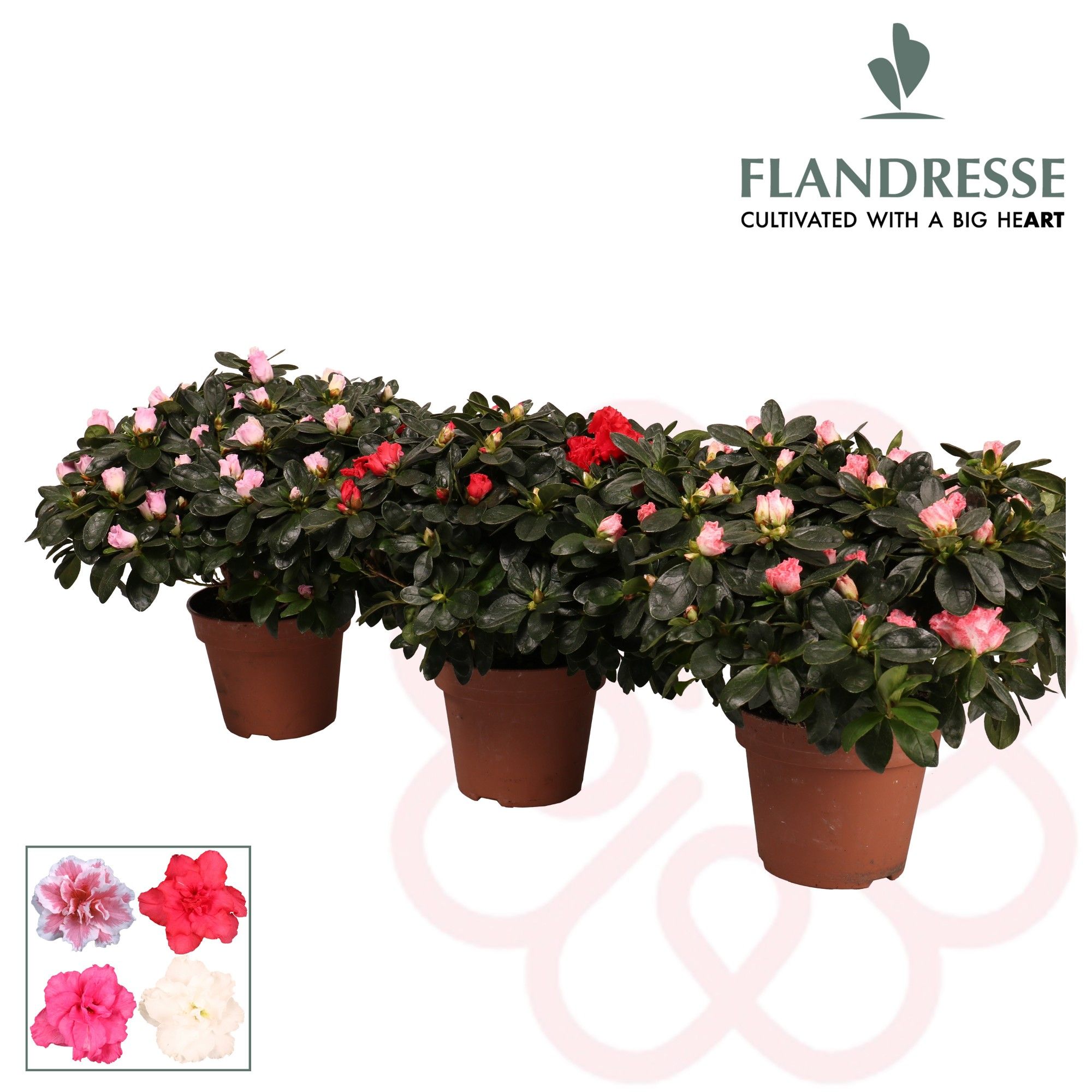 Azalea Flandresse® 'gemengd' 37 - 40 cm, D 16